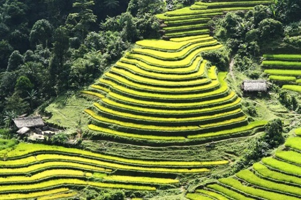 Semaine culturelle et touristique des rizières en terrasse de Hoàng Su Phi à Hà Giang